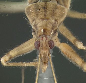 Media type: image;   Entomology 619183 Aspect: head frontal view